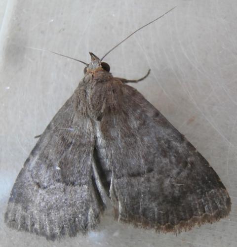 Anthracia ephialtes